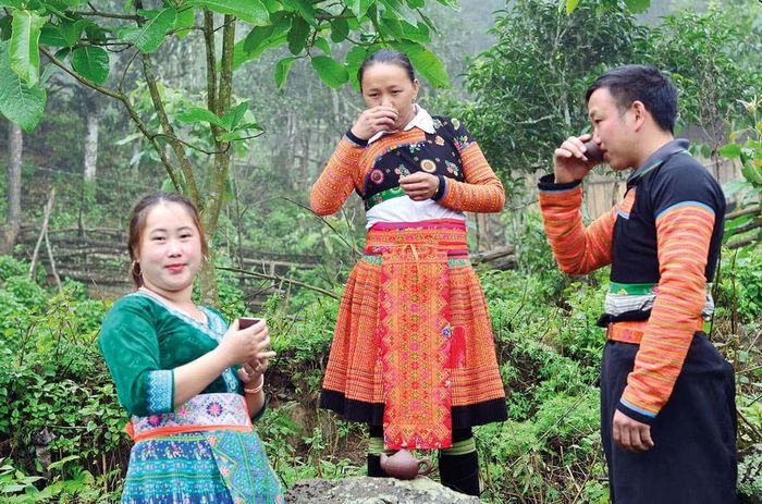 Người trẻ H’mông Tà Xùa tự hào với đặc sản từ cây trà shan bản địa.