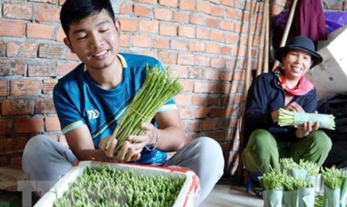 Anh Võ Mạnh Tú phân loại măng tây trước khi bán.