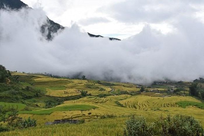 Mùa lúa chín ở Y Tý. Ảnh Lê Mạnh