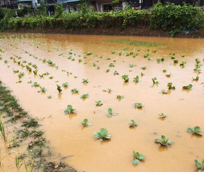 Ruộng rau bắp cải trái vụ tại thôn Sả Chải, xã Pha Long bị ngập nước.