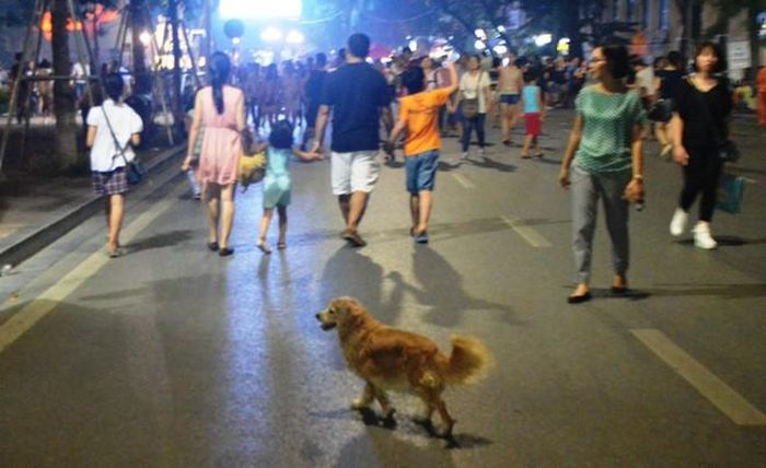 Chó thả rông ở phố đi bộ hồ Hoàn Kiếm