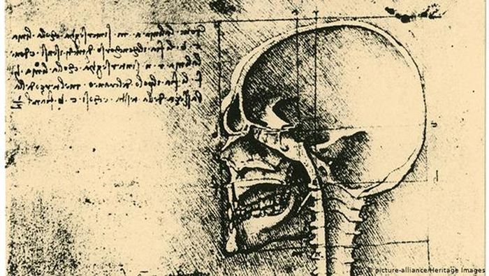 Một bức vẽ hộp sọ người của Da Vinci