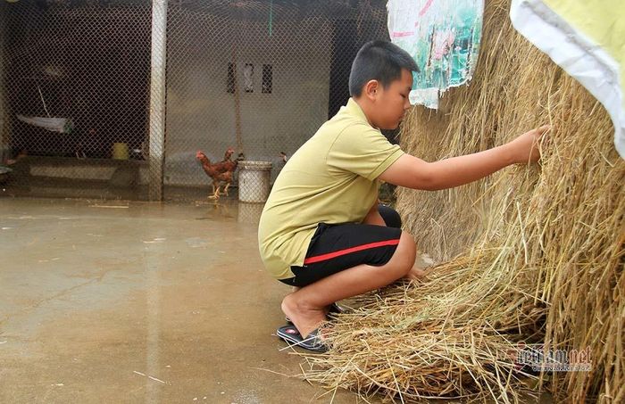 Trước kia khi chưa bán trâu lo cho bố, Đạt hay rút rơm cho trâu ăn. Giờ trâu không còn, bố vẫn nằm viện khiến em hết sức lo lắng