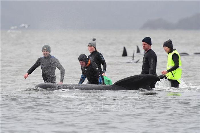 Nhân viên cứu hộ giải cứu cá voi mắc cạn ở ngoài khơi bang Tasmania, Australia ngày 22/9/2020. Ảnh: AFP/TTXVN