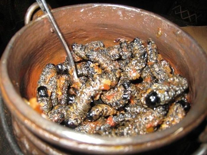 Sâu Mopane: Loài sâu này là loài sâu bướm lớn hay được gọi là sâu bướm đêm hoàng đế. Nhìn bề ngoài thì không ai dám lại gần, đôi khi còn khiến người ta phải sợ hãi. Để thưởng thức món sâu này, người ta nhặt sâu từ trên cành, hoặc các bụi cây. Sau đó sâu được rửa sạch sẽ, ép bẹp để nước chảy ra khỏi ruột sâu. Sâu được om với cà chua và tỏi, trở thành món ăn. Ảnh: Internet.