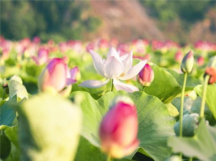 Giữa tháng 9, thời tiết mát mẻ, Hang Múa là lựa chọn bạn có thể tham khảo cho kế hoạch du lịch tại các điểm đến ngắn ngày gần Hà Nội.