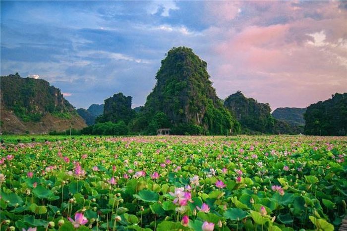 Ngoài các điểm ngắm lúa, khách du lịch đến miền Bắc nên cân nhắc lựa chọn ngắm sen ở Ninh Bình. Từ Hà Nội, bạn có thể đi xe khách hoặc di chuyển bằng xe máy trong 2 tiếng để đến Hang Múa