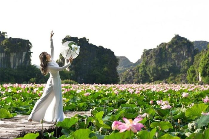 Ngoài check-in đầm sen, du khách có thể ghé chùa Bích Động, ngắm cảnh khu vực Tam Cốc với cánh đồng đang vào mùa lúa.