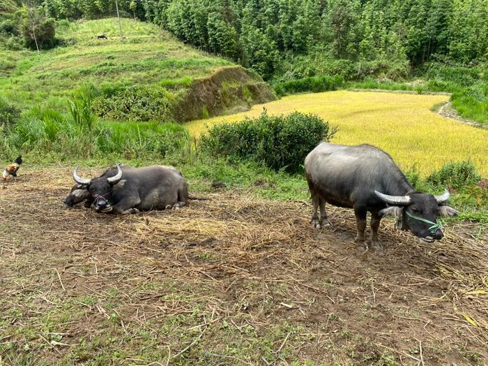 Người đi trẩy hội, những con trâu được nghỉ ngơi.