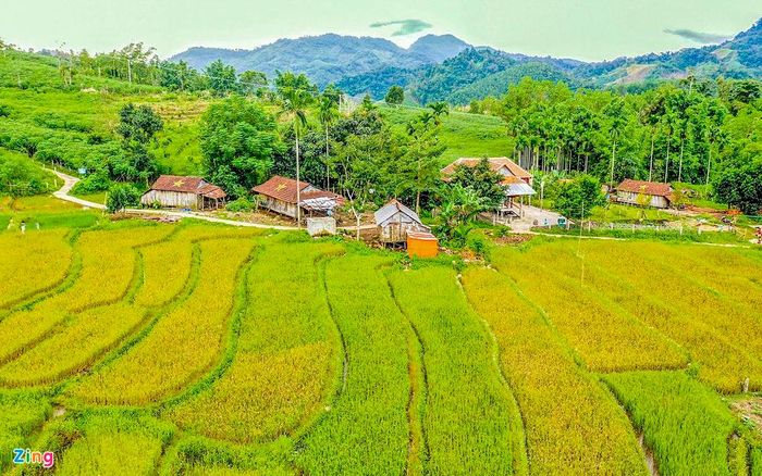 Tháng 9, ruộng lúa bậc thang chín vàng nổi bật giữa núi rừng. Anh Cao Lê Tùng Nghĩa, Phó Bí thư Tỉnh đoàn Quảng Ngãi, cho biết người dân ở đây thể hiện tình yêu quê hương, đất nước bằng việc thiết kế mái nhà với hình ngôi sao độc đáo.