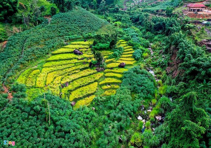 Lúa rẫy sắp thu hoạch "trải thảm vàng" giữa núi rừng.