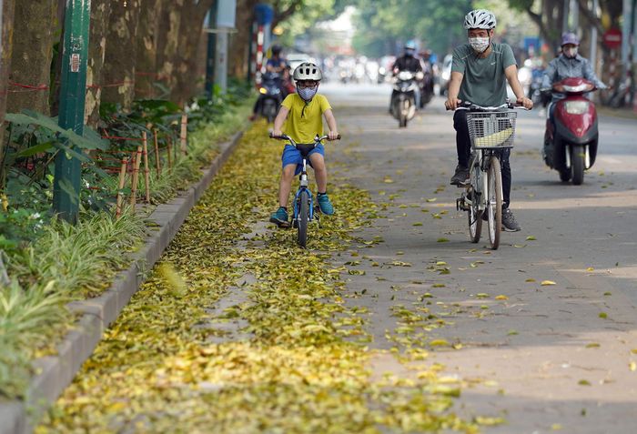 Dọc những con đường như Phan Đình Phùng, Trần Phú, Hoàng Hoa Thám, Hoàng Diệu... rải đầy sắc vàng mùa sấu rụng lá.