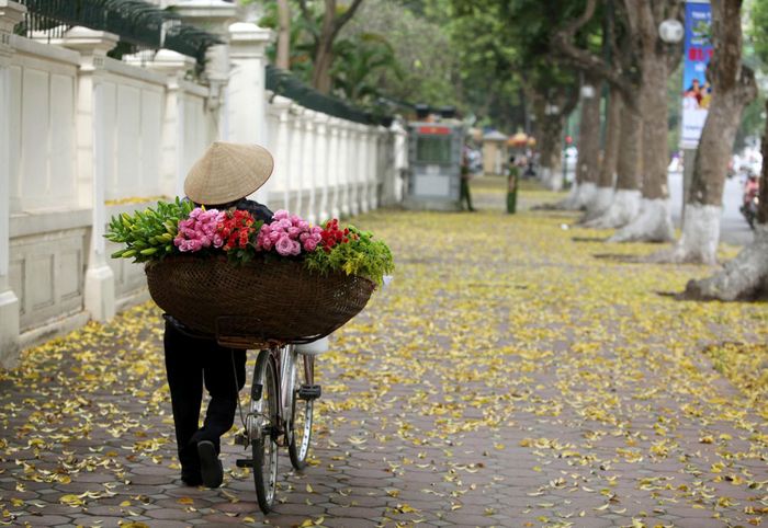 Người bước chân trên vỉa hè ngắm nhìn đám lá lao xao buông theo ngọn gió.