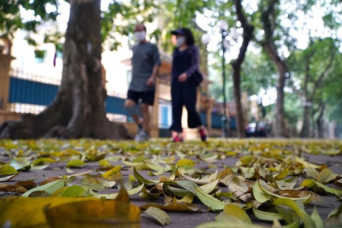 Một đoạn hè phố dài như sáng bừng lên bởi sắc vàng rực của lá sấu. Lá cứ từng lớp, từng lớp phủ đầy con đường.