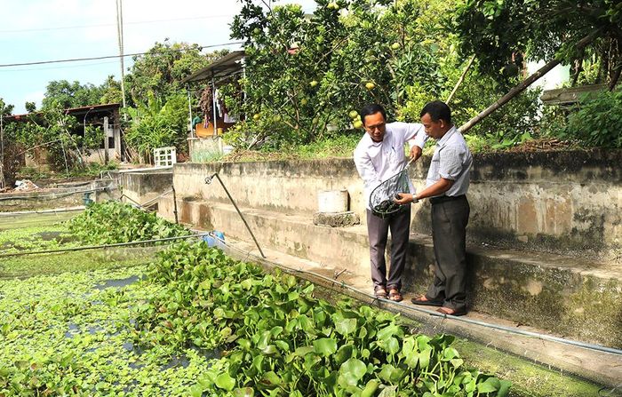 Gia đình ông Lê Việt Dũng, ở khu Bồng Lạng, xã Phùng Nguyên, huyện Lâm Thao chuyển đổi diện tích nuôi cá kém hiệu quả sang nuôi ốc nhồi thương phẩm, cho hiệu quả kinh tế khoảng 50 triệu đồng/sào/năm.