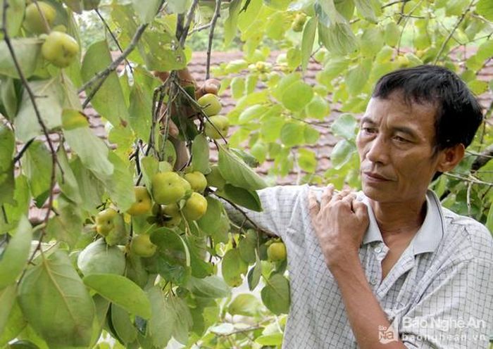 Người dân buồn rầu vì hồng năm nay sản lượng giảm đến 70%. Ảnh: Quang An