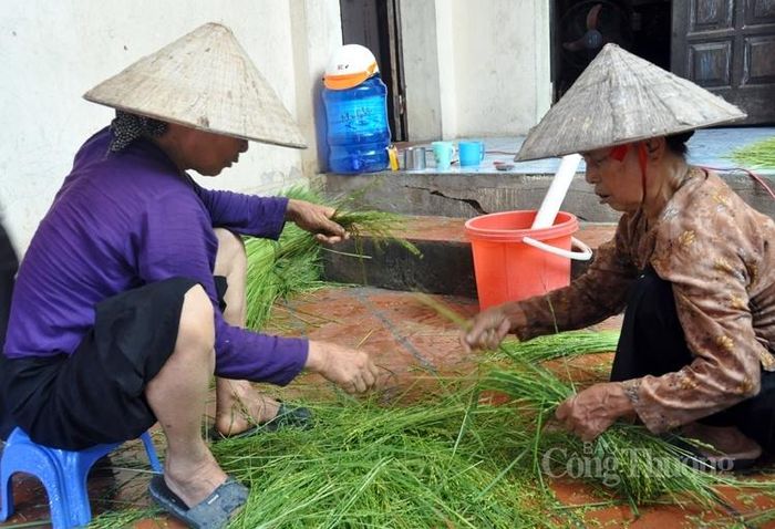 Thóc vừa được tuốt ra vẫn còn xanh mướt