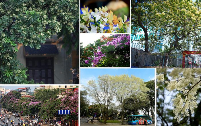 Hoa sữa báo hiệu vào thu, bằng lăng nở khi nắng chớm vào hè, và hoa sưa bừng lên khi lất phất mưa xuân. Những loài cây làm nên bản sắc, là một phần linh hồn của Hà Nội...