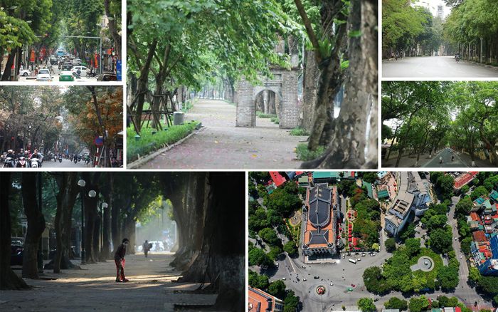 Các tuyến phố cũ ở Hà Nội với nhiều loài cây đặc trưng: Hàng cây sao đen trên phố Lò Đúc, hàng sấu lâu năm trên phố Phan Đình Phùng, và các hàng cây rợp bóng trên phố Đinh Tiên Hoàng, Lê Thái Tổ...