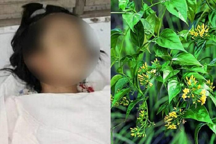  Lá ngón vùng cao, nỗi ám ảnh những cái chết “lãng xẹt”. Ảnh minh họa.