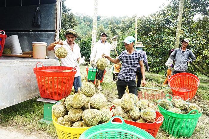  Việc tiêu thụ sầu riêng hiện nay chủ yếu phụ thuộc vào thương lái. 