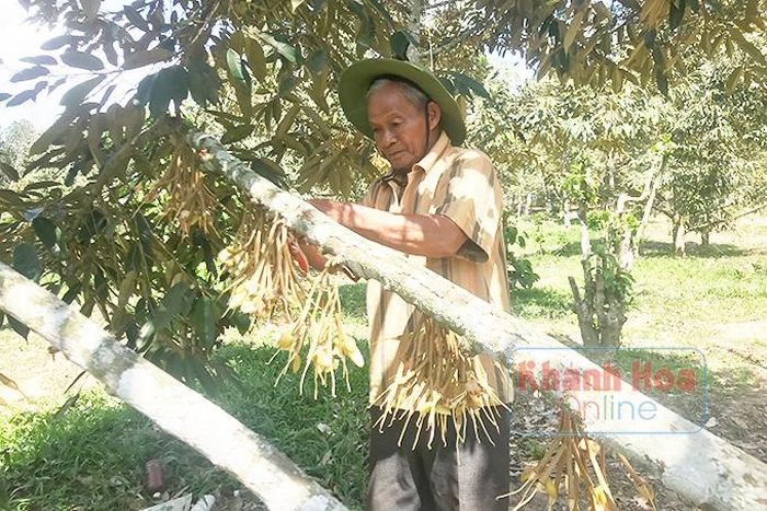  Gia đình ông Cao Đảm (thôn Liên Hòa, xã Sơn Bình) trở nên khá giả nhờ trồng sầu riêng. 
