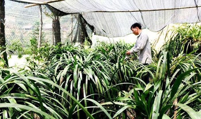 Người dân Pờ Sì Ngài chăm sóc hoa địa lan.