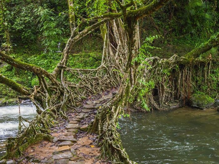 Những người ở Meghalaya có nhiều cách để tạo nên cầu bằng rễ cây đa cao su. Đôi khi, họ dùng tay không buộc, xoắn nó vào nhau và đợi thời gian để rễ cây tạo thành hình dáng mong muốn. Theo truyền thống, người War-Khasis bắt đầu bằng việc trồng cây hai bên bờ. Sau đó, họ luồn và xoắn rễ quanh một cây cầu gỗ tạm thời để dẫn sang bờ bên. Khi rễ mọc sang bờ bên kia, người dân cắm nó xuống đất. Qua thời gian, rễ hấp thụ dưỡng chất, khỏe hơn và tạo nên những cây cầu vững chắc. 