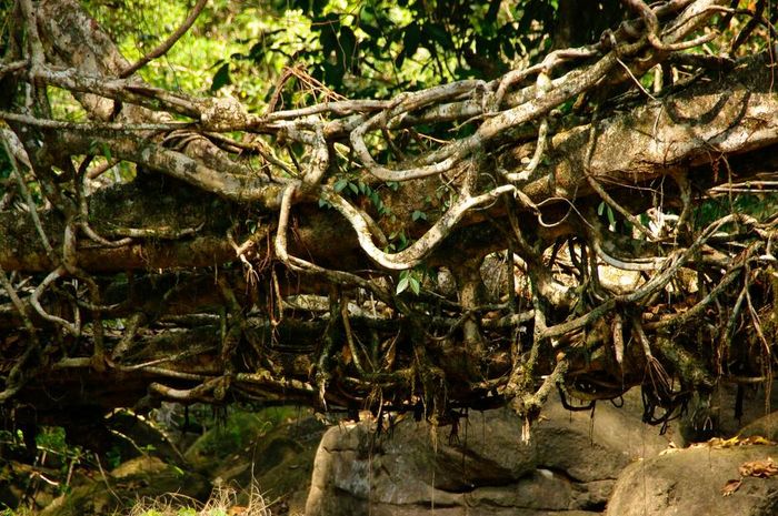  War-Khasis và War-Jaintias là hai bộ tộc với mối thân tình từ xưa ở bang Meghalaya (Đông Bắc Ấn Độ). Họ vốn chú ý đến sự mạnh mẽ của rễ cây đa búp đỏ. Ý tưởng biến chúng thành những cây cầu vượt sông, phục vụ nhu cầu sinh sống cũng thế mà ra đời. 