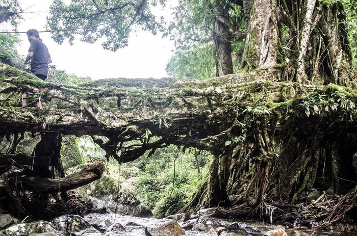  Tuy nhiên, số phận của những cây cầu rễ có lẽ sắp đi đến hồi kết. Theo The Living Root Bridge Project, người dân ở Meghalaya đang có xu hướng dùng những vật liệu hiện đại như kim loại để xây cầu. Việc xây dựng sẽ nhanh hơn đáng kể so với việc chờ rễ cây đa cao su phát triển. Dù vậy, một số người khác vẫn đang nỗ lực duy trì bản sắc này. 