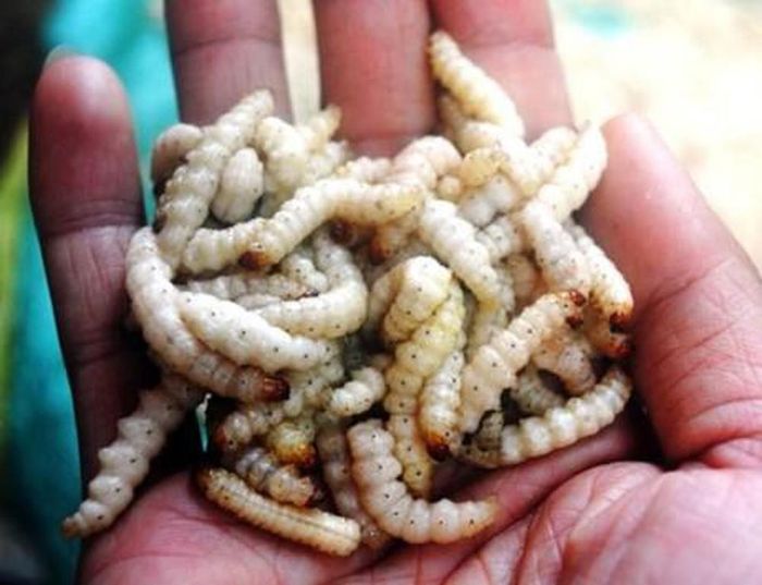 Sâu tre có thể hấp hoặc chao trên dầu nóng chấm kèm với nước măng chua; nhưng để giữ vị ngọt đặc trưng nhất của món ăn này là đem nướng. Chúng ta nên nướng sâu tre trong chính cây tre mà chúng kí sinh. Tại vì sâu tre sống trong thân cây tre đã có giá trị sinh dưỡng cao; khi nướng trong thân tre, nước ngọt trong thân tre sẽ làm chín chúng.