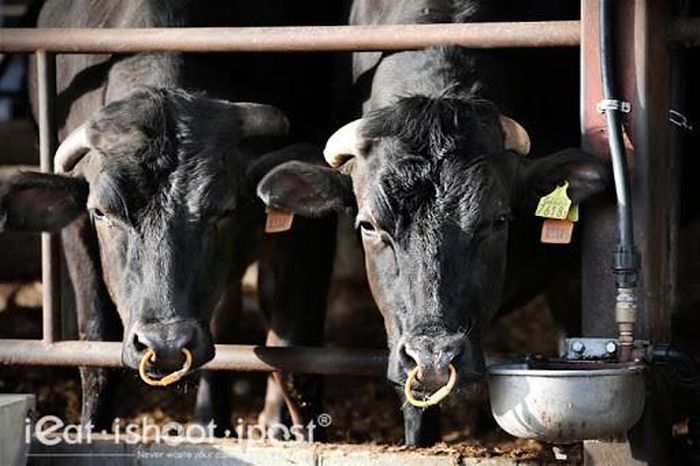 Ngoài ra, chế độ chăn nuôi kéo dài cũng khiến thịt bò Ozaki trở nên đặt biệt.