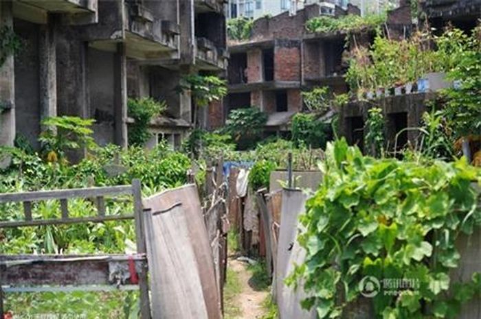 Nhiều người tận dụng đất để trồng rau