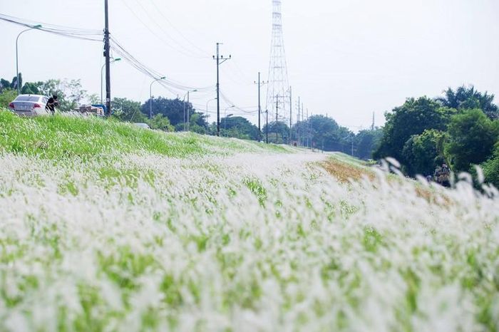 Hàng triệu bông cỏ tranh ven đường tạo nên cảnh sắc ấn tượng
