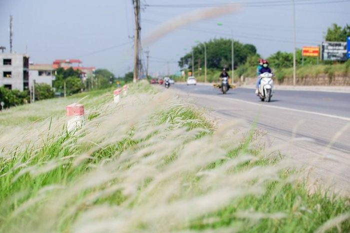 Những người đi đường qua đây cũng không thể cưỡng lại sức hút và vẻ đẹp của cả dọc đê trắng muốt hoa cỏ tranh