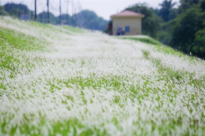 Những bông hoa cỏ tranh nở rộ, bung ra những hạt mầm nhỏ màu trắng nhờ gió cuốn đi và tiếp tục sinh sôi, phát triển