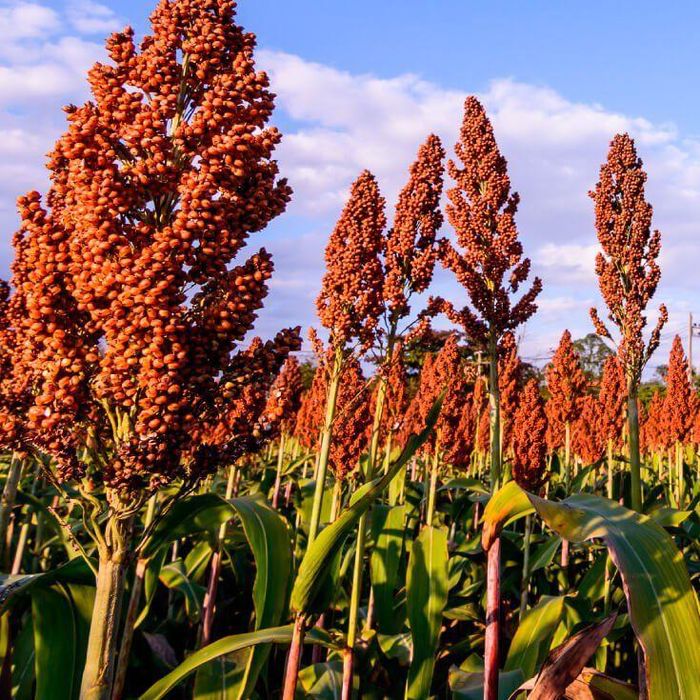 Theo đó, bo bo chính là lúa miến hay cao lương (sorghum), một loại cây chịu hạn rất tốt mà Liên Xô, Ấn Độ và một số nước có quan hệ hữu nghị với Việt Nam giai đoạn trước thập niên 1990 trồng nhiều để thu hoạch hạt.