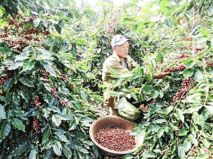 Thu hoạch cà phê ở Hướng Hóa -Ảnh: T.A.M