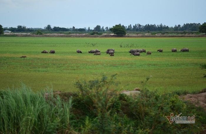 Một cánh đồng ngập cỏ khi nước không tràn đồng ở Thường Phước 1, Hồng Ngự, Đồng Tháp 