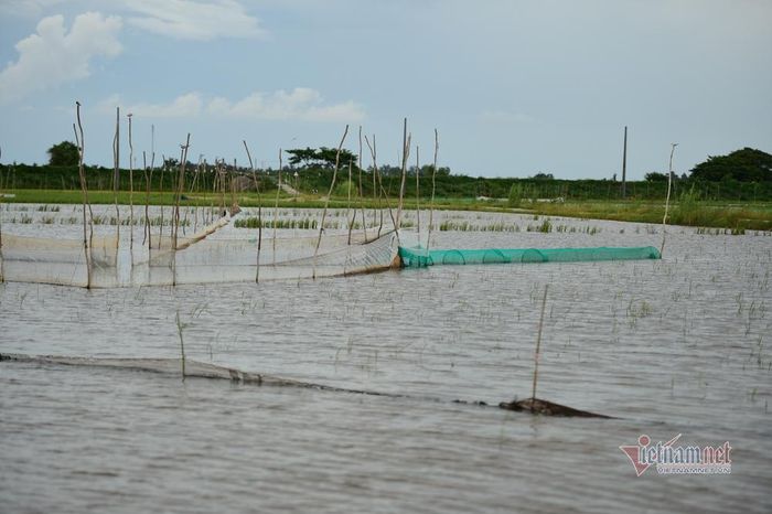 Người dân đặt dớn ở cánh đồng Thường Phước 1, Hồng Ngự, Đồng Tháp.