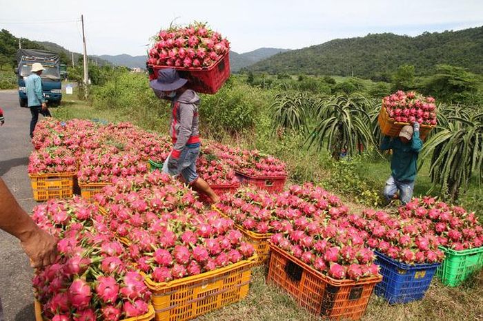 EVFTA có hiệu lực, thanh long, chanh leo, bưởi, dừa tươi của Việt Nam ồ ạt sang châu Âu