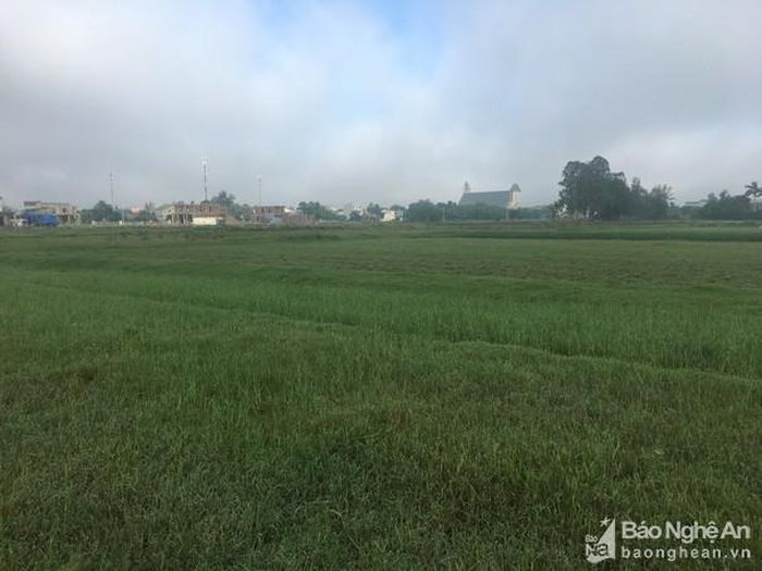 Dự án Khu nhà ở kết hợp trung tâm thương mại, nhà ở liền kề và biệt thự, Công ty cổ phần Đầu tư phát triển đô thị Nhà Sông Hồng thuộc xóm 10 xã Nghi Phú, thành phố Vinh trong năm 2020 đến nay (ảnh chụp ngày 5/10/2020) vẫn là bãi đất hoang hóa. Ảnh: Văn Trường
