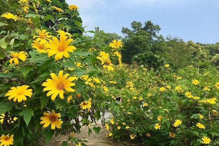 Thời điểm ngắm và chụp hoa đẹp nhất là buổi sáng, khi ánh nắng bắt đầu làm tan lớp sương mù và hoa còn ướt sương.