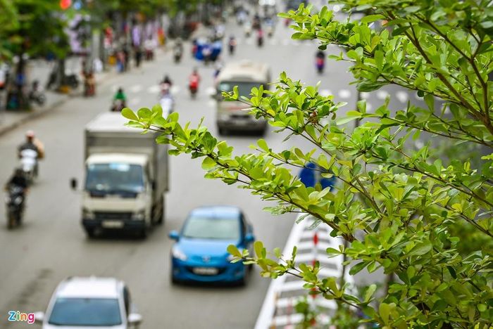  Hơn 1.300 cây xanh nằm hai bên đường từ chân cầu vượt Mai Dịch đến cầu Thăng Long đã bị chặt hạ hoặc đánh chuyển. Đến nay tuyến đường đã được thay thế bằng 1.500 cây khác. 