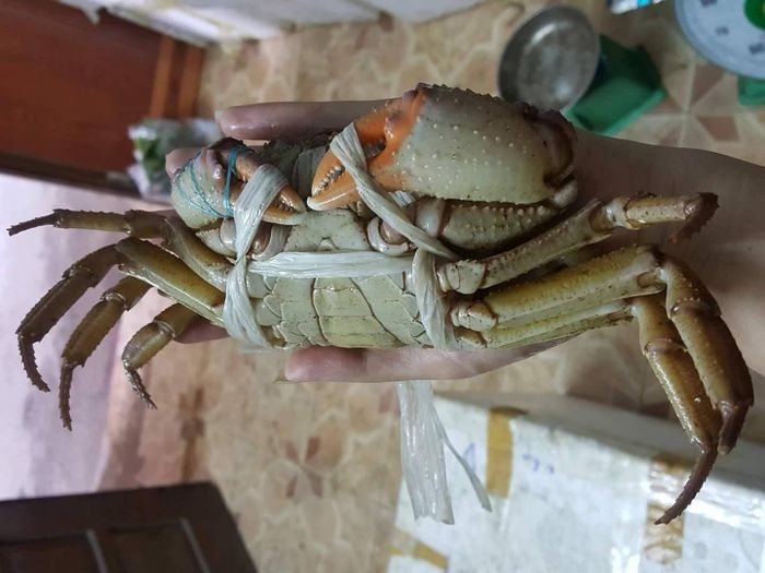 Thức ăn hàng ngày của cua đá là các loại côn trùng và lá rừng. Vì thế khi chế biến, thịt cua đá rất chắc, ngọt, thơm và có vị hấp dẫn riêng. Ảnh: Vietnamnet.