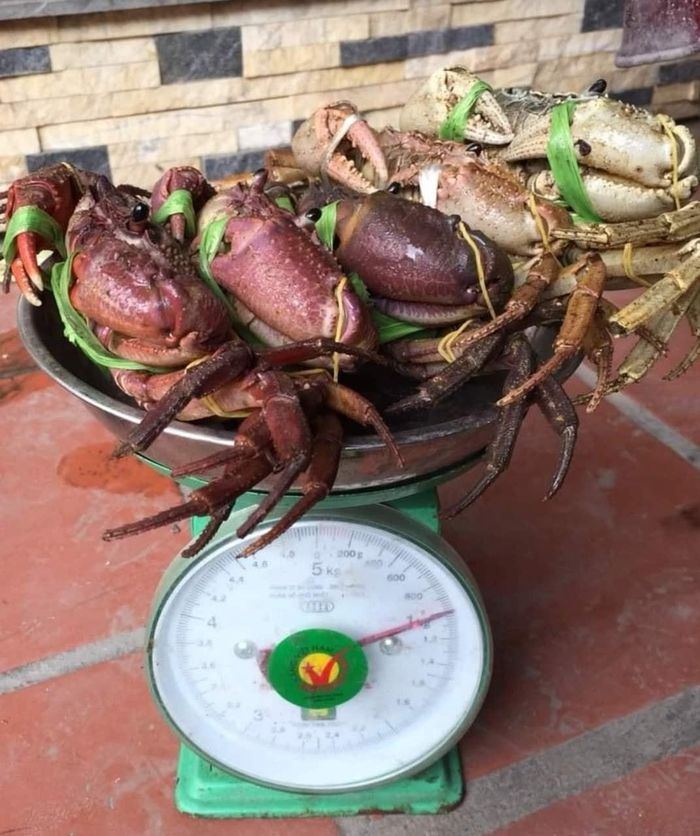 Bởi thế, cua đá Hà Giang có giá rất cao, từ 150.000 - 220.000 đồng/kg, tùy kích cỡ to, nhỏ. Ảnh: Vietnamnet.
