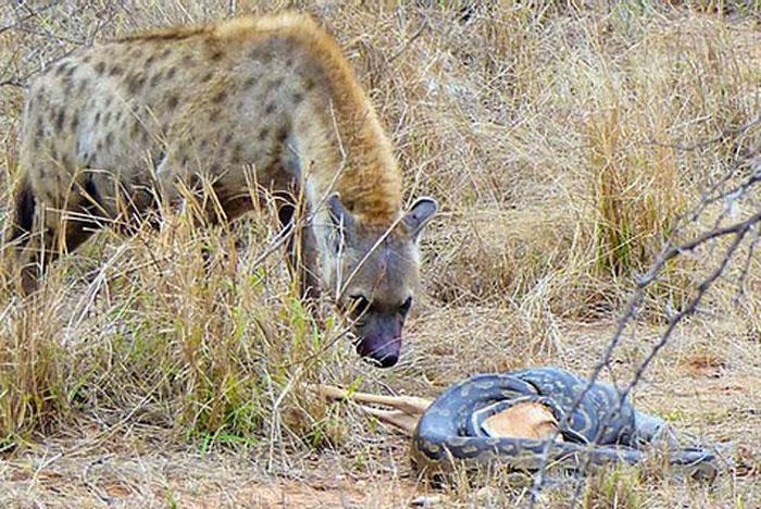 Thế nhưng, khi cơn đói thôi thúc, nó liền tiến tới để chọn cách cướp mồi của con trăn.