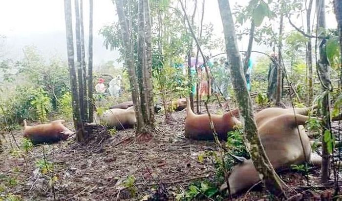 Đàn bò 7 con bị sét đánh chết.