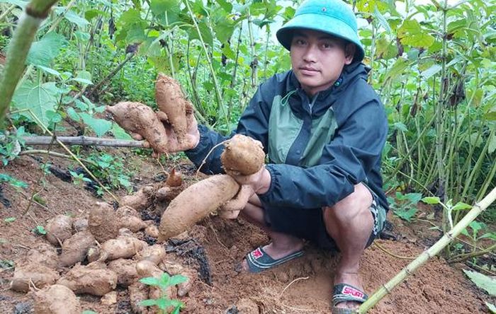 Mùa thu hoạch củ hoàng sin cô từ tháng 9 đến tháng 11 hằng năm.