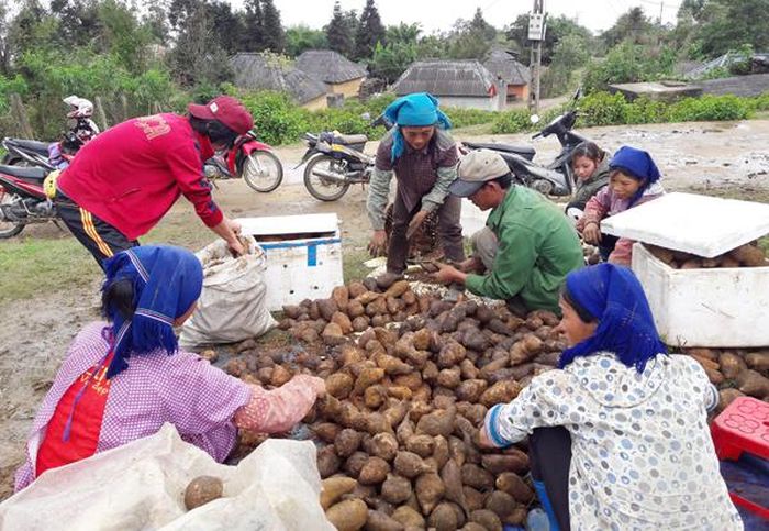 Đồng bào Mông ở Y Tý phân loại củ hoàng sin cô bán cho thương lái.